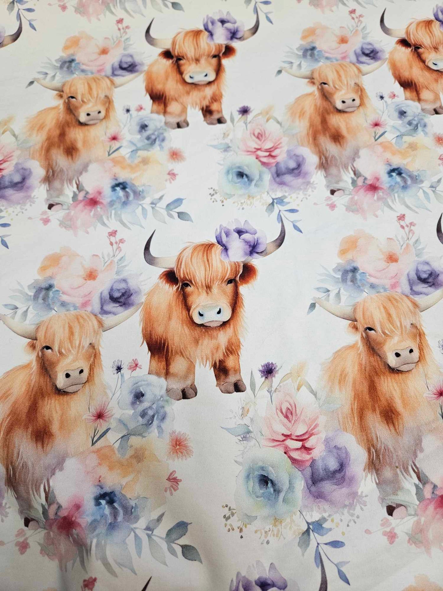 Highlander cow CL